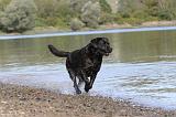 LABRADOR 243
